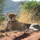 Image for article titled The science of hot cheetahs